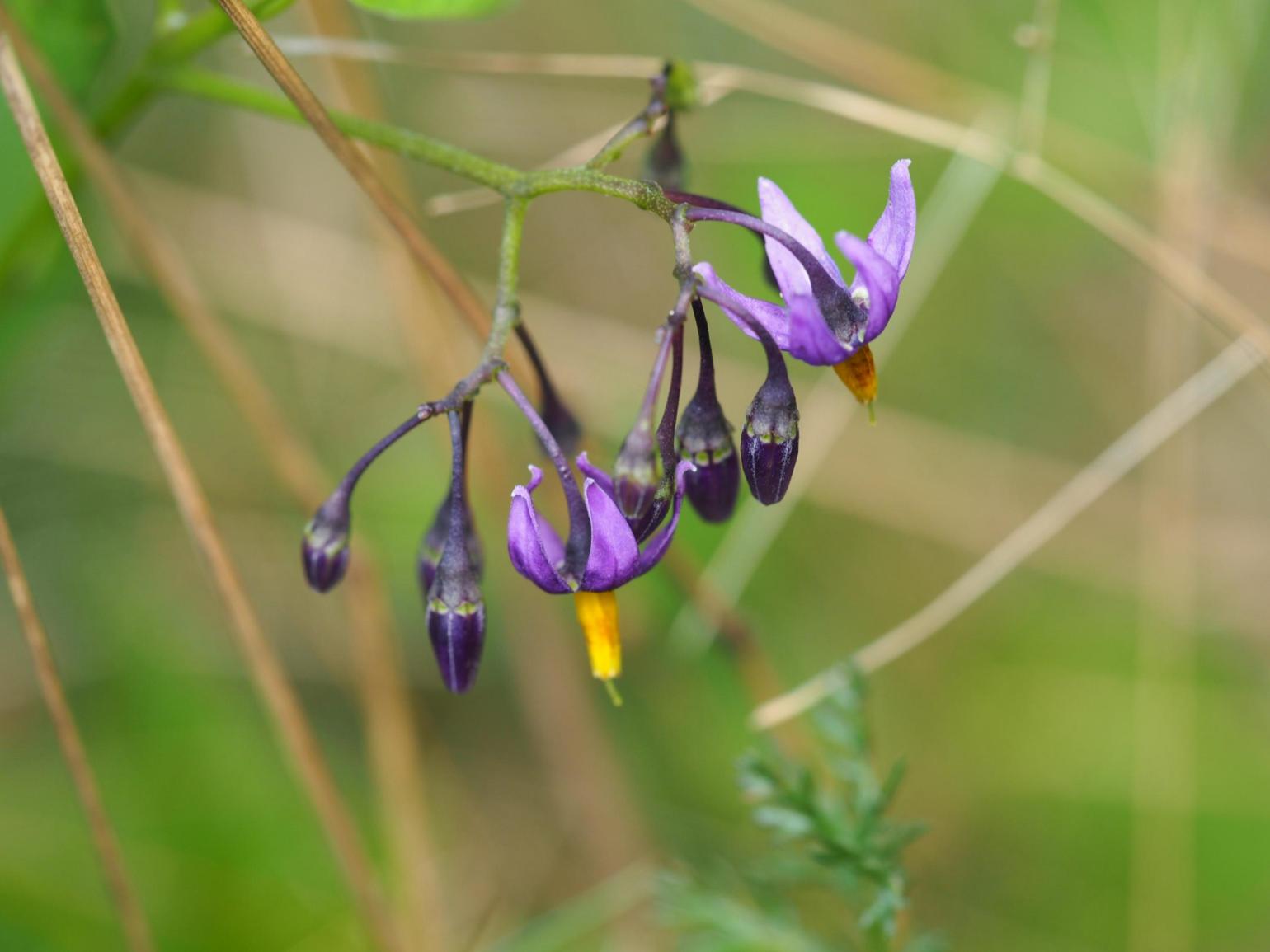 Nightshade, Woody